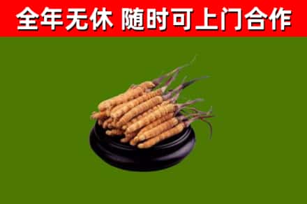 宿州烟酒回收冬虫夏草.jpg